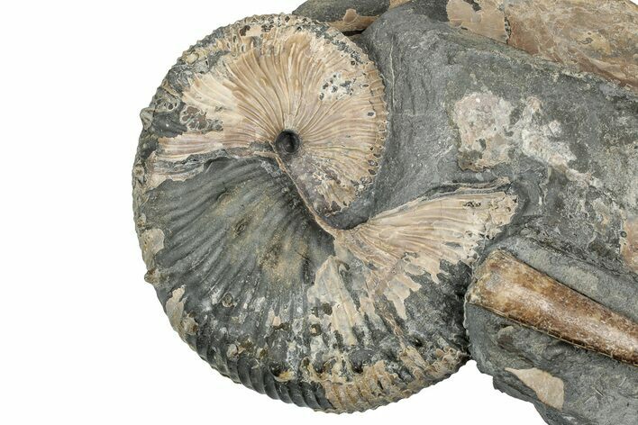 Cretaceous Ammonite and Cephalopod Fossil - Montana #354624